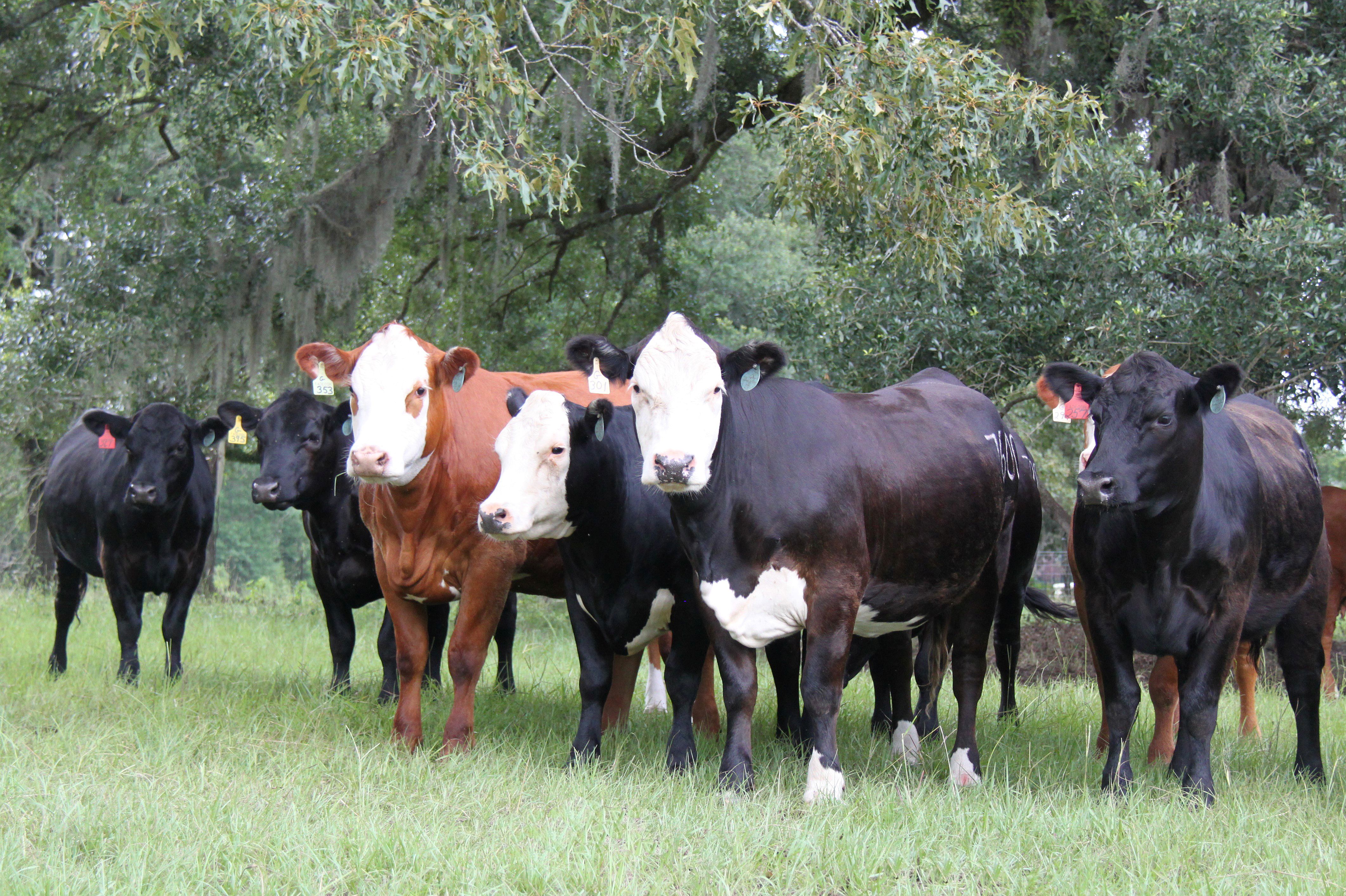 Cows in a field